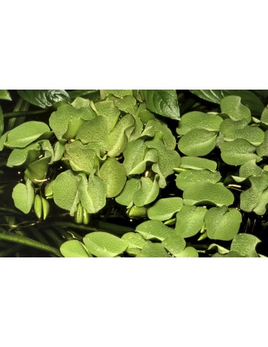 Salvinia auriculata - In Vitro Cup Tropica Tropica - 1