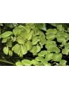 Salvinia auriculata - In Vitro Cup Tropica Tropica - 1