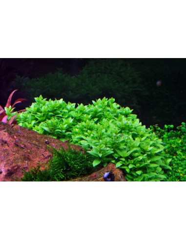 Staurogyne repens - In Vitro Cup Tropica Tropica - 1