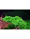 Staurogyne repens - In Vitro Cup Tropica Tropica - 1