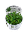 Staurogyne repens - In Vitro Cup Tropica Tropica - 2