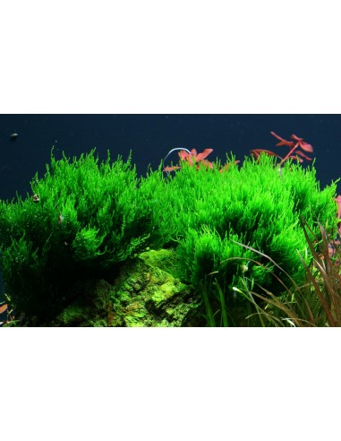 Taxiphyllum sp. 'Flame' - In Vitro Cup Tropica Tropica - 1