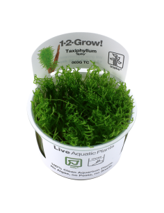 Taxiphyllum sp. 'Spiky' - In Vitro Cup Tropica Tropica - 1