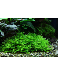 Taxiphyllum sp. 'Spiky' - In Vitro Cup Tropica Tropica - 2