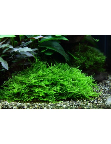 Taxiphyllum sp. 'Spiky' - In Vitro Cup Tropica Tropica - 2