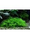 Taxiphyllum sp. 'Spiky' - In Vitro Cup Tropica Tropica - 2