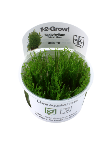 Taxiphyllum alternans (Taiwan Moss) - In vitro Tropica Tropica - 1