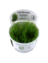 Taxiphyllum alternans (Taiwan Moss) - In vitro Tropica Tropica - 1