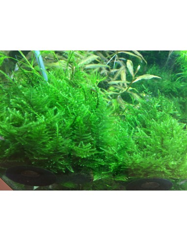 Taxiphyllum alternans (Taiwan Moss) - In vitro Tropica Tropica - 2