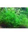 Taxiphyllum alternans (Taiwan Moss) - In vitro Tropica Tropica - 2