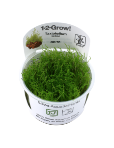 Taxiphyllum barbieri - In Vitro Cup Tropica Tropica - 1