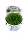 Taxiphyllum barbieri - In Vitro Cup Tropica Tropica - 1