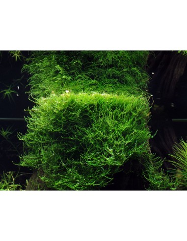 Taxiphyllum barbieri - In Vitro Cup Tropica Tropica - 2