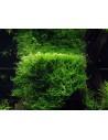 Taxiphyllum barbieri - In Vitro Cup Tropica Tropica - 2
