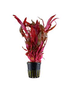 Alternanthera reineckii 'Pink'- Tropica Tropica - 1
