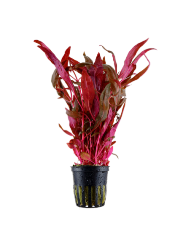 Alternanthera reineckii 'Pink'- Tropica Tropica - 1