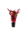 Alternanthera reineckii 'Pink'- Tropica Tropica - 1