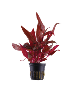 Alternanthera reineckii 'Rosanervig'- Tropica Tropica - 1