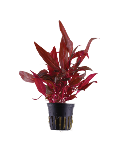 Alternanthera reineckii 'Rosanervig'- Tropica Tropica - 1