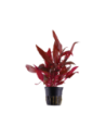 Alternanthera reineckii 'Rosanervig'- Tropica Tropica - 1