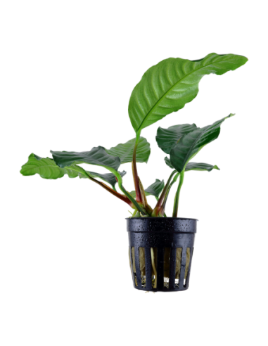 Anubias barteri 'Coffeifolia'- Tropica Tropica - 1