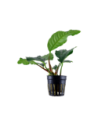 Anubias barteri 'Coffeifolia'- Tropica Tropica - 1