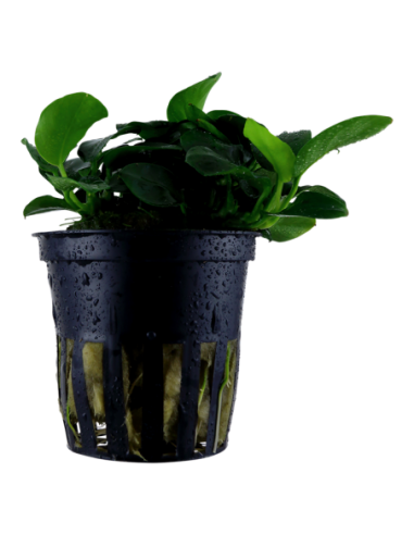 Anubias barteri 'Petite'- Tropica Tropica - 1