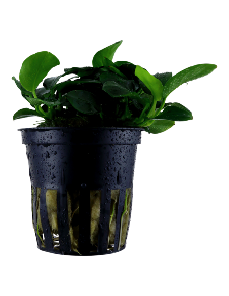 Anubias barteri 'Petite'- Tropica Tropica - 1
