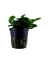 Anubias barteri 'Petite'- Tropica Tropica - 1