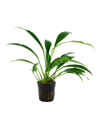 Anubias barteri var. Angustifolia- Tropica Tropica - 1