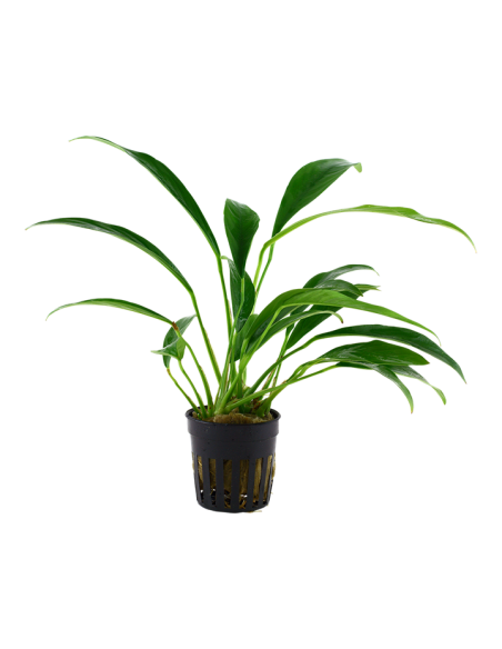 Anubias barteri var. Angustifolia- Tropica Tropica - 1