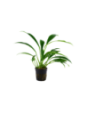 Anubias barteri var. Angustifolia- Tropica Tropica - 1