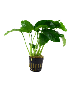 Anubias barteri var. Barteri- Tropica Tropica - 1