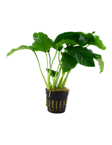 Anubias barteri var. Barteri- Tropica Tropica - 1
