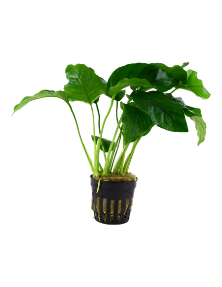 Anubias barteri var. Barteri- Tropica Tropica - 1