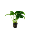 Anubias barteri var. Barteri- Tropica Tropica - 1