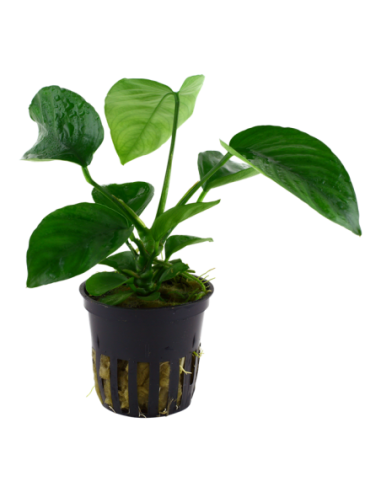 Anubias barteri var. Caladiifolia- Tropica Tropica - 1