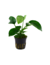 Anubias barteri var. Caladiifolia- Tropica Tropica - 1