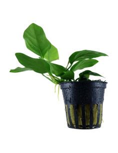 Anubias Nana  - 1