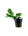 Anubias Nana  - 1