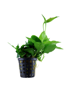 Anubias barteri var. nana 'Large'- Tropica Tropica - 1