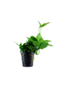 Anubias barteri var. nana 'Large'- Tropica Tropica - 1