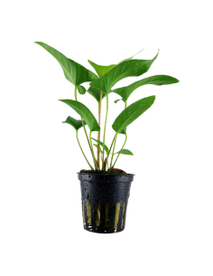 Anubias gracilis- Tropica Tropica - 1