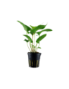 Anubias gracilis- Tropica Tropica - 1