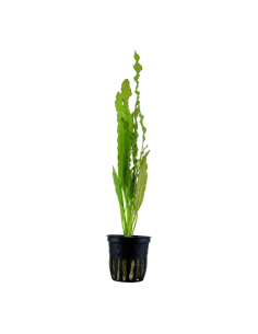 Aponogeton crispus- Tropica Tropica - 1