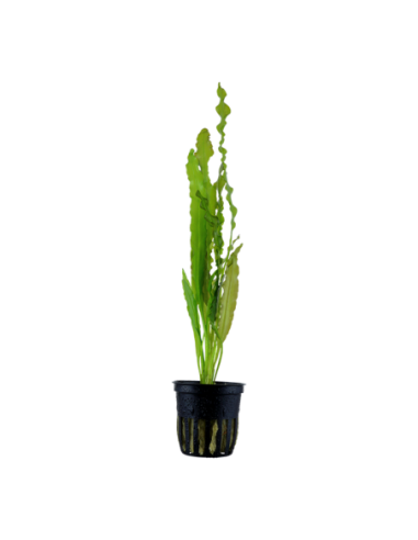 Aponogeton crispus- Tropica Tropica - 1