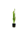 Aponogeton crispus- Tropica Tropica - 1