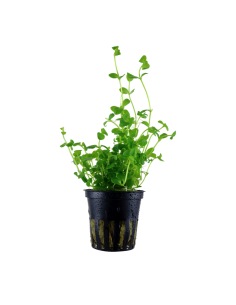 Bacopa australis- Tropica Tropica - 1