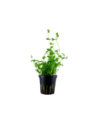 Bacopa australis- Tropica Tropica - 1