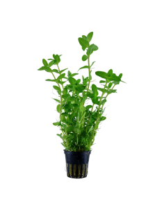 Bacopa caroliniana- Tropica Tropica - 1